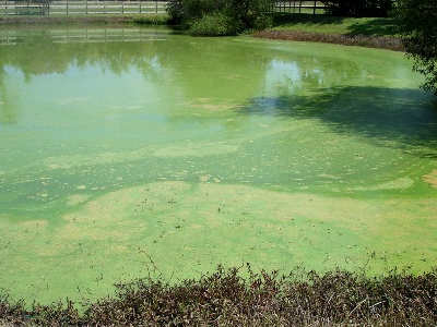Image result for blue algae sask
